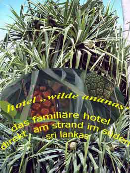 Schraubenpalme oder im Volksmund auch Wilde Ananas