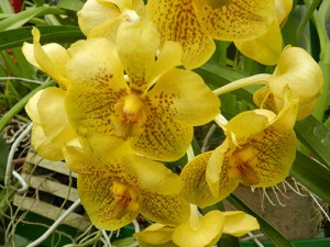 Botanischer Garten Kandy: Orchidee