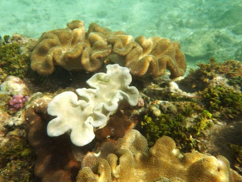 Weichkorallen mit Junkerfisch in kleinem Riff bei Talpe